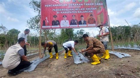 Gerakan Tanam Cabai Di Balangan Jadi Upaya Pengendalian Inflasi Daerah