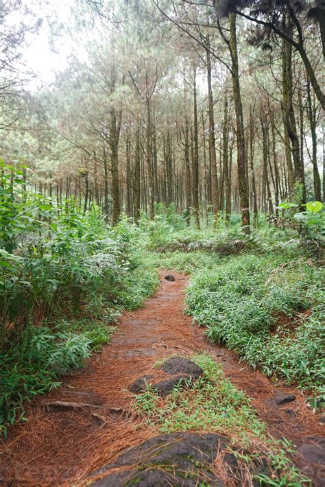 forest path, hiking trail, View of road in pine forest in early morning ...