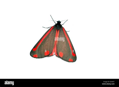 Cinnabar Moth Tyria Jacobaeae On White Background Stock Photo Alamy