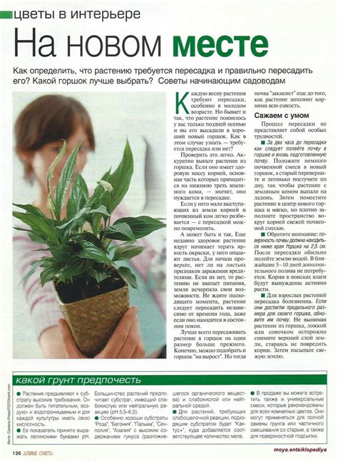 Пересадка комнатных растений. | Растения, Садоводство, Цветоводство