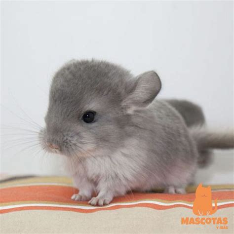 ¡Descubre todo sobre las chinchillas en Mascotas y más! https ...