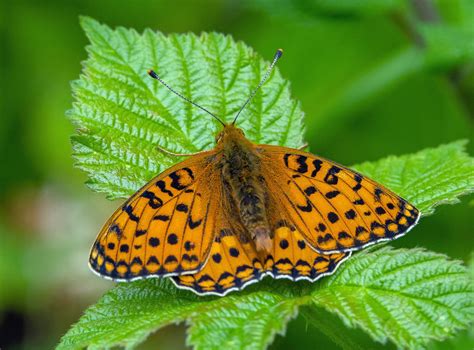 Dark Green Fritillary Species Speyeria Aglaja Male Up Flickr