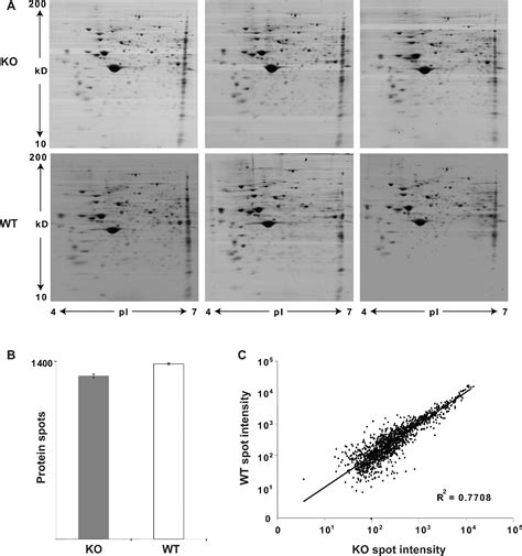 Figure 1 from Differential proteomic analysis of caveolin-1 KO cells ... 