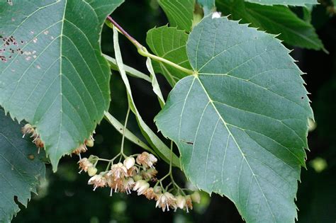 American basswood – Woody Plants of Ohio