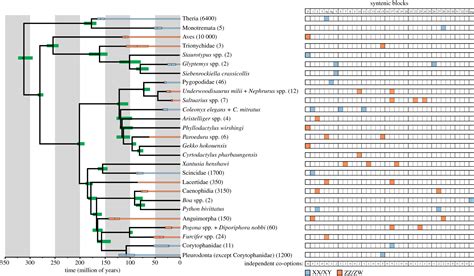 Sex Chromosome Evolution Among Amniotes Is The Origin Of Sex Chromosomes Non Random