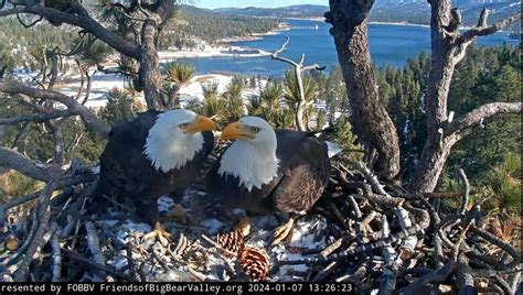 Big Bear eagles, Jackie and Shadow, may welcome first egg of season