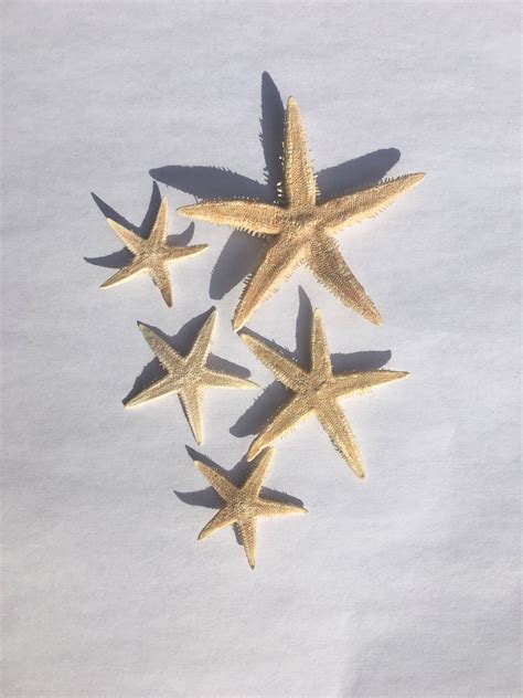 Brown Starfish Set of 10