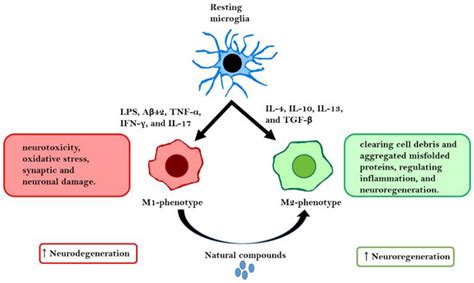 IJMS Free Full Text Roles Of Fatty Acids In Microglial Polarization