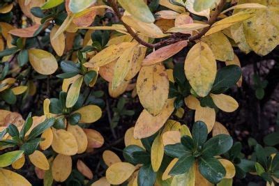 How to Stop Azalea Leaves Turning Yellow?