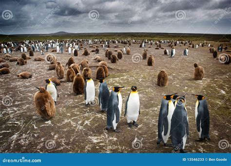 Penguin Colony stock image. Image of freezing, falkland - 13546233