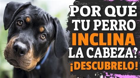 Por Qué Un Perro Inclina La Cabeza