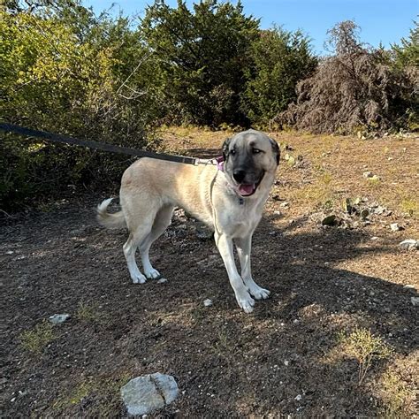 Dog for adoption - TEXAS, DALLAS, "DENALI", an Anatolian Shepherd in