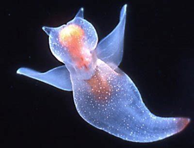 Cause, Science! : The Sea Angel (Gymnosomata) Is a group of sea slug...