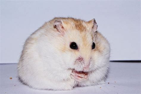 Baby Russian Dwarf Hamsters for Sale | in Norwich, Norfolk | Gumtree