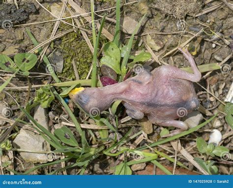 Bird In Naked Tree Branches With Blu Sky And Whispy Clouds Royalty Free Stock Photography