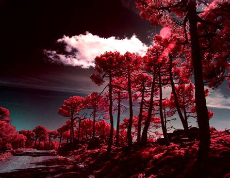 How To Do Infrared Photography With Basic Camera Gear