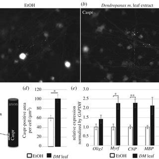 Dendropanax Morbiferus Leaf Extract Enhanced The OL Differentiation In