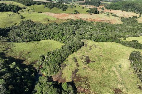 Ação contra desmatamento ilegal no Sudoeste resulta em R 2 8 milhões