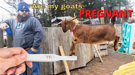 Checking For Goat Pregnancy Are Our Goats Pregnant 🐐🤷‍♀️ Youtube