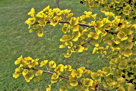 Fotos Gratis Rbol Naturaleza Rama Hoja Comida Primavera Verde