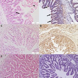 Histology Section Of Foetal Stomach Of Group A B And C D A