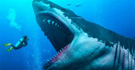 Megalodon De Tama O Real El Tibur N Peregrino Descubierto