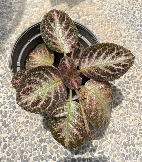 Episcia pink acajou, Furniture & Home Living, Gardening, Plants & Seeds ...