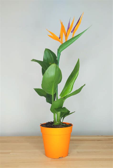 Strelitzia Kunstbloem Plants Shrubs Trees And Flowers For Sale Online