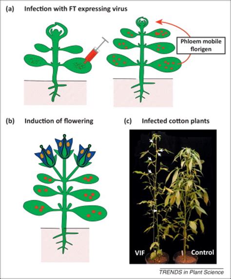 Phloem Mobile Signals Affecting Flowers Applications For Crop Breeding