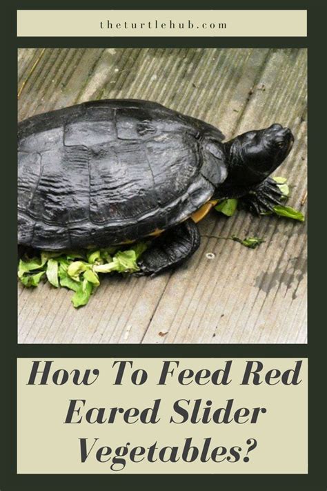 A Turtle Eating Lettuce On Top Of A Wooden Floor With The Words How To