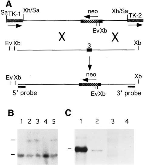 Fibroblast Growth Factor Receptor 3 Is A Negative Regulator Of Bone