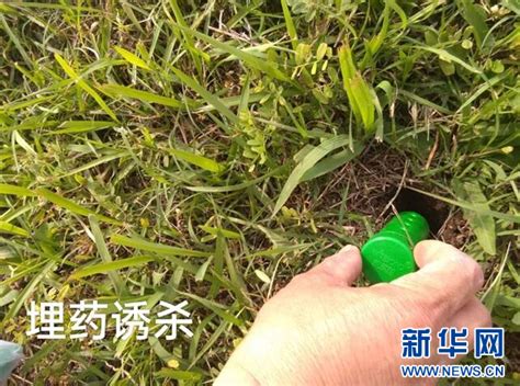 湖北吴岭水库白蚁危害已得到根本性的抑制 新华网