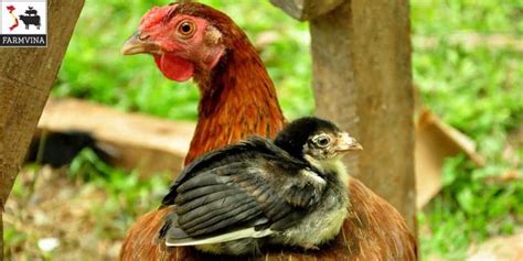 cong thuc khau phan  nuoi ga hieu qua farmvina nong nghiep