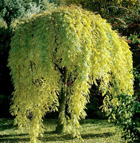 Sophora : planter et cultiver – Ooreka