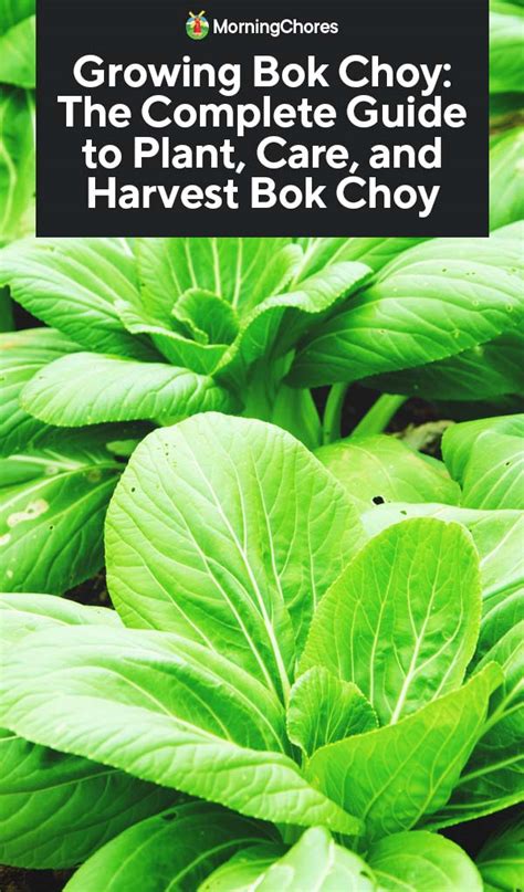 Growing Bok Choy The Complete Guide To Plant Care And Harvest Bok Choy