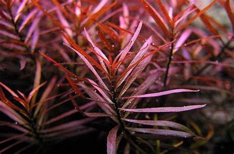 Людвигия дугообразная или Людвигия аркуата (Ludwigia arcuata)