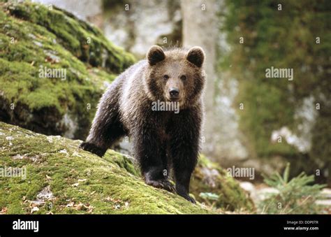 Brown Bear (Ursus arctos Stock Photo - Alamy