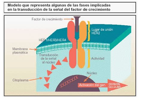 Receptores De Factores De Crecimiento