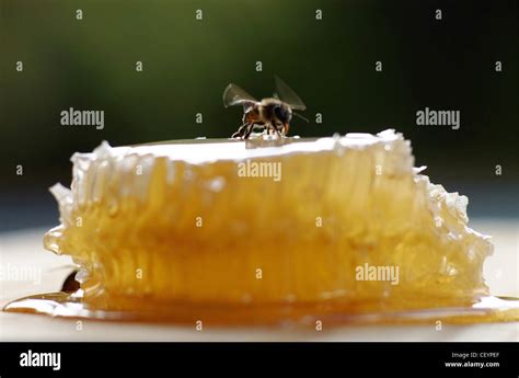 El N Ctar De Los Dioses Su Tiempo De Primavera Y Las Abejas Est N