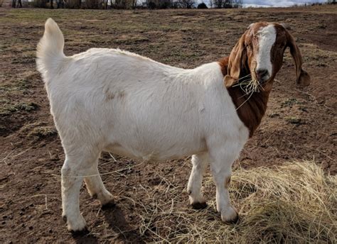 Registered Boer Goat Doe For Sale Nex Tech Classifieds