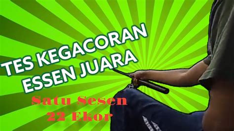 Lomba Mancing Ikan Mas Pake Essen Dan Umpan Juara Hasilnya Gacorr