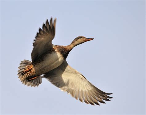 Free photo: Duck Flying - Animal, Bird, Duck - Free Download - Jooinn