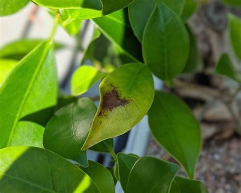 Plant Health Bonsai Ficus Has Brown Spots On Leaves How Do I