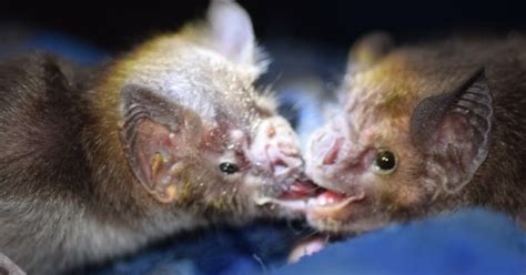 Global Warming, Development Could Bring Vampire Bats to Florida | WUSF