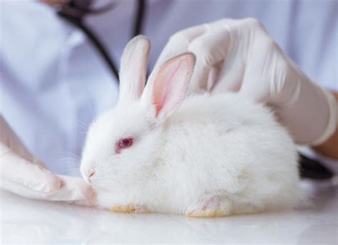 Common Illnesses In Small Pets Rabbits PetMD