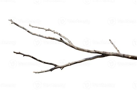 Dry Branches Dry Branches Isolated On White Background Stock