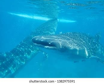 Whale Shark Cebu Philippines Stock Photo 1382975591 | Shutterstock