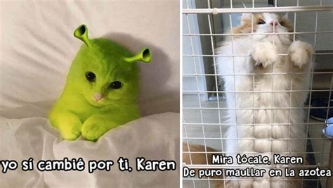 Nuevos Memes De Karen Para Festejar El Día Del Gato El Deforma Un No Ticiero De Verdad