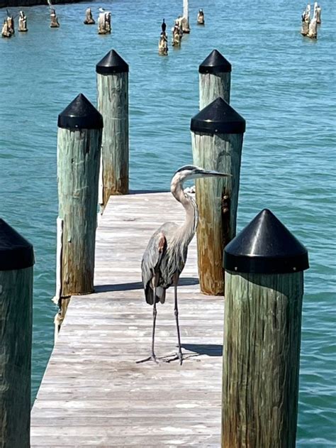 A Large Bird Standing On Top Of A Wooden Pier