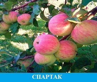 Саженцы яблони на карликовом подвое купить весна 2025 или осень 2025 в ...